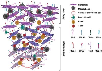 Highlights of Strategies Targeting Fibroblasts for Novel Therapies for Rheumatoid Arthritis